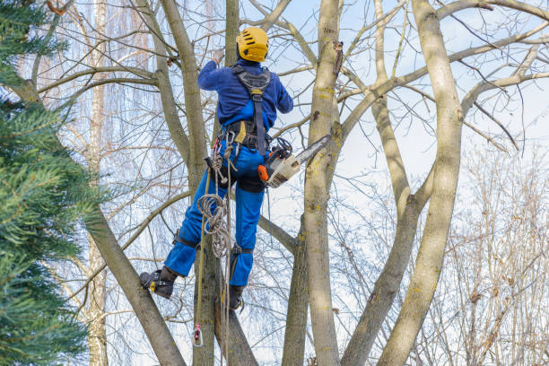 Best Arborist Consultation Services  in Queensland, MD