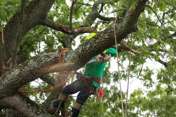 Reliable Queensland, MD Tree Services Solutions