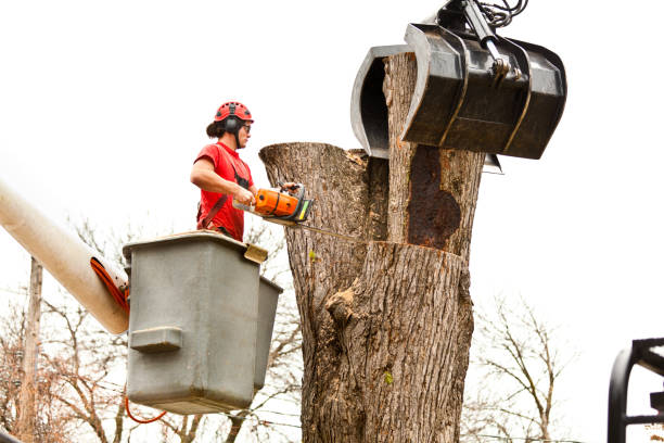 How Our Tree Care Process Works  in  Queensland, MD